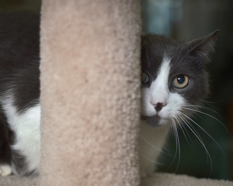 If You Died at Home Alone, Would Your Cat Eat You?